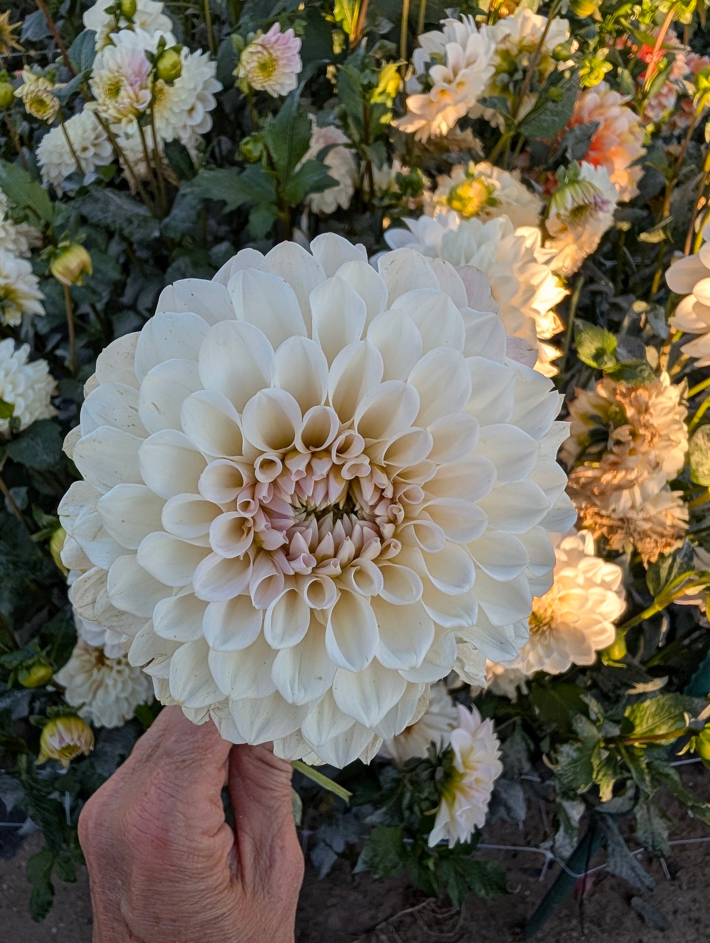 Nice No ID