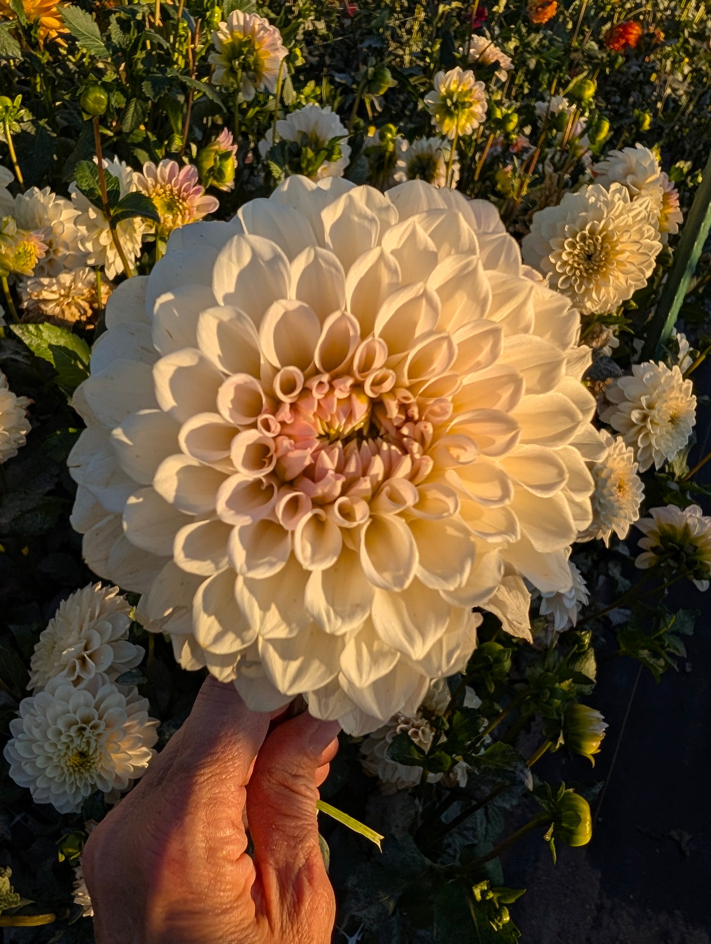 Nice No ID