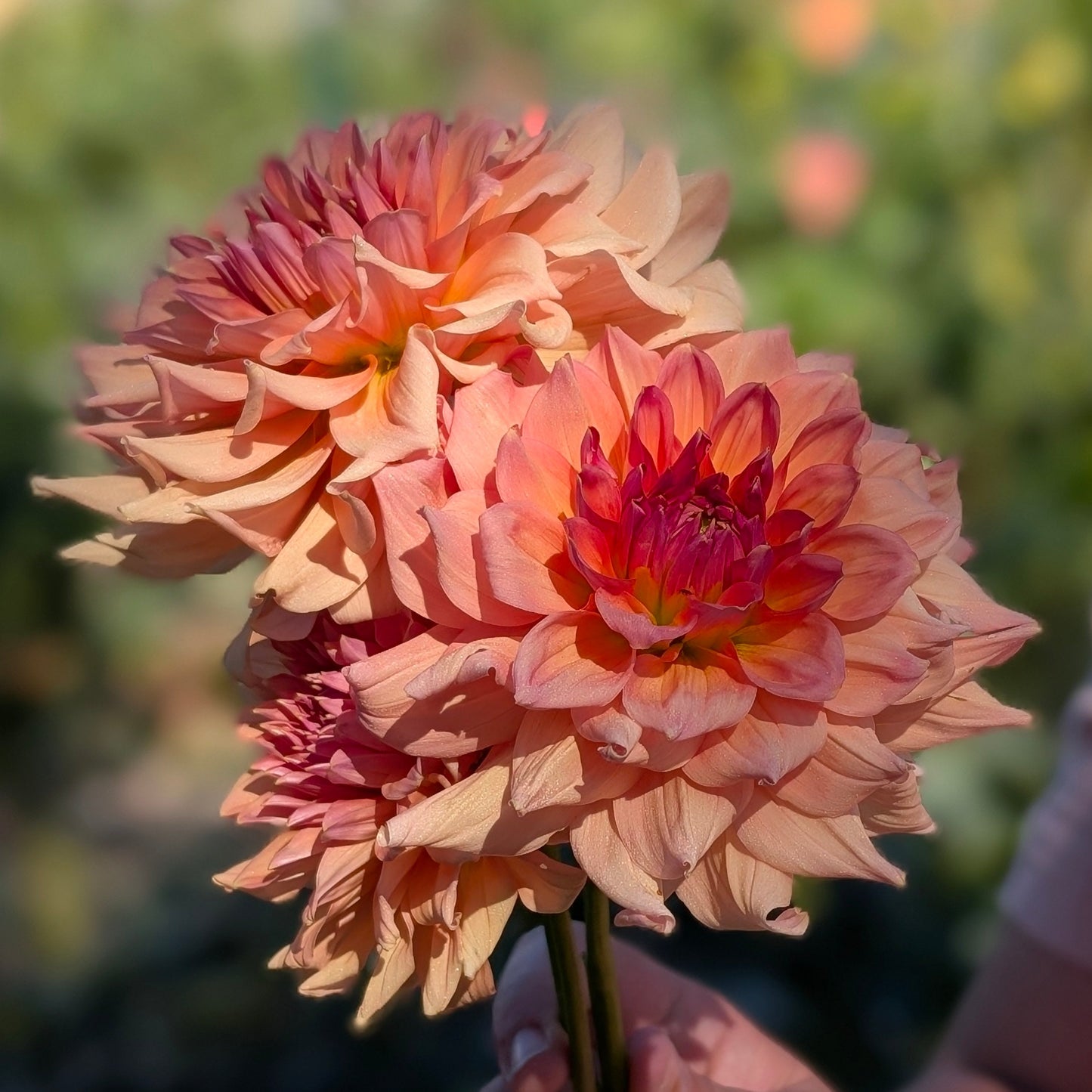 Peach Bud