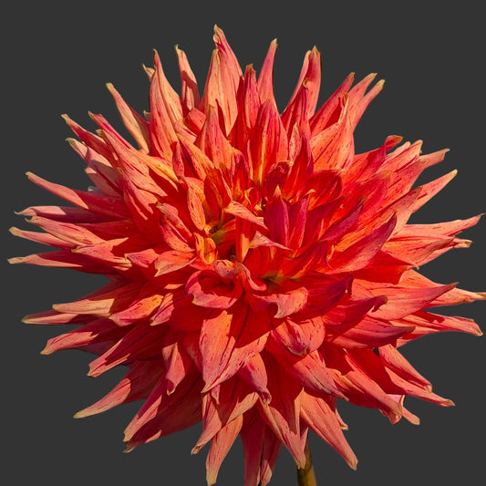 Sandia Tiger