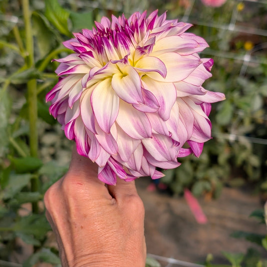 Bloomquist Jody Lynn