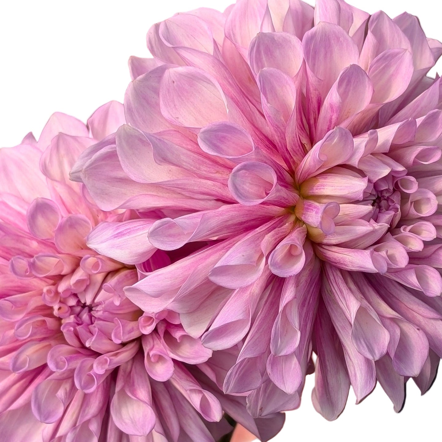Orchid Ice