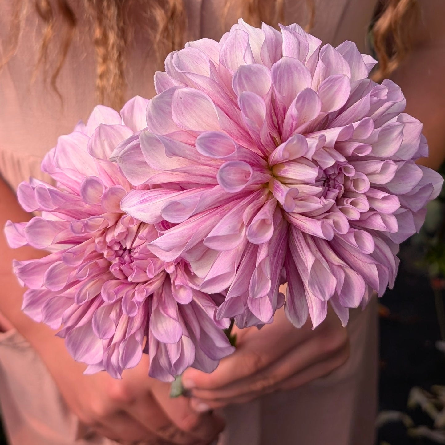 Orchid Ice