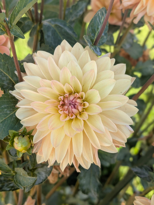 Apricot Desire