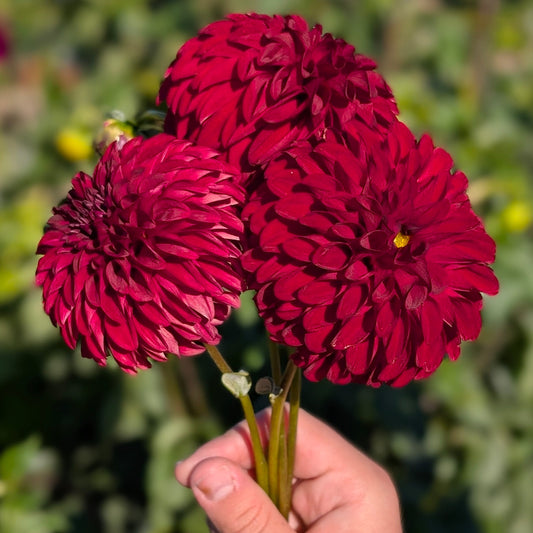 Rivers Black Cherry