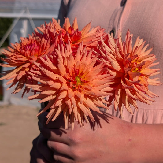 Rivers Peachy
