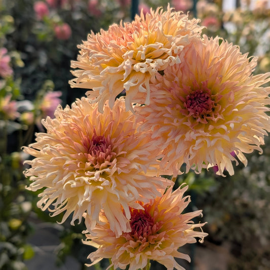 Lakeview Peach Fuzz