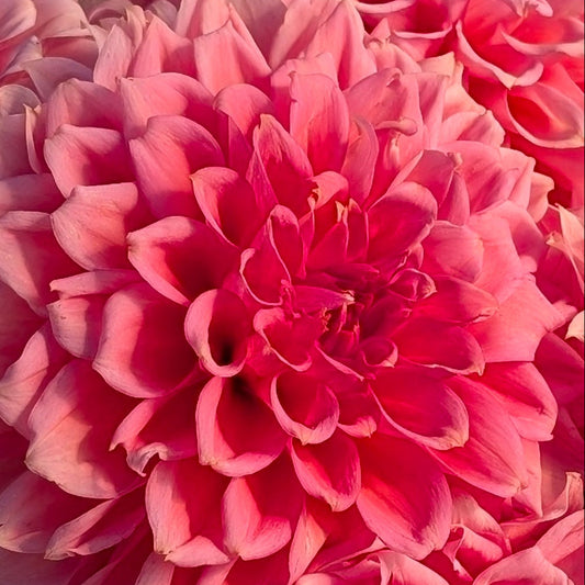 RM Pink Sugar