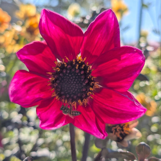 Bloomquist Rich Color