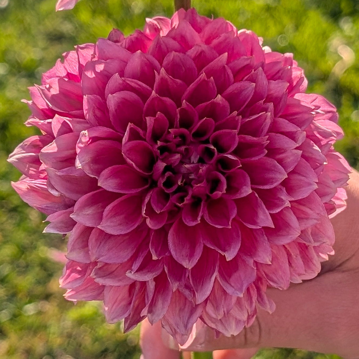 RM Pink Sugar