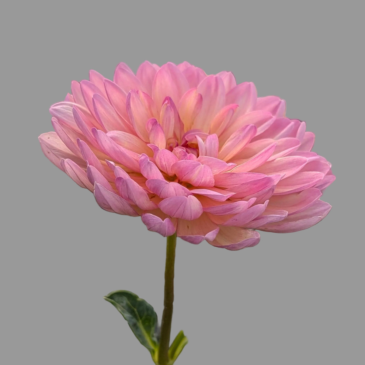 Chimacum Cathleen