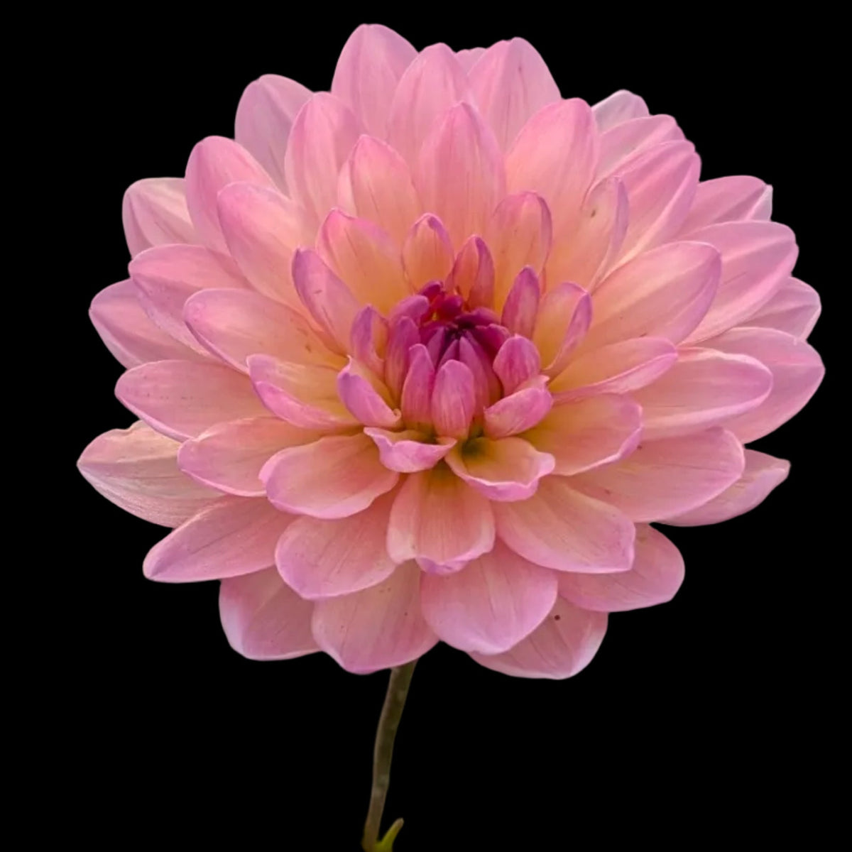 Chimacum Cathleen