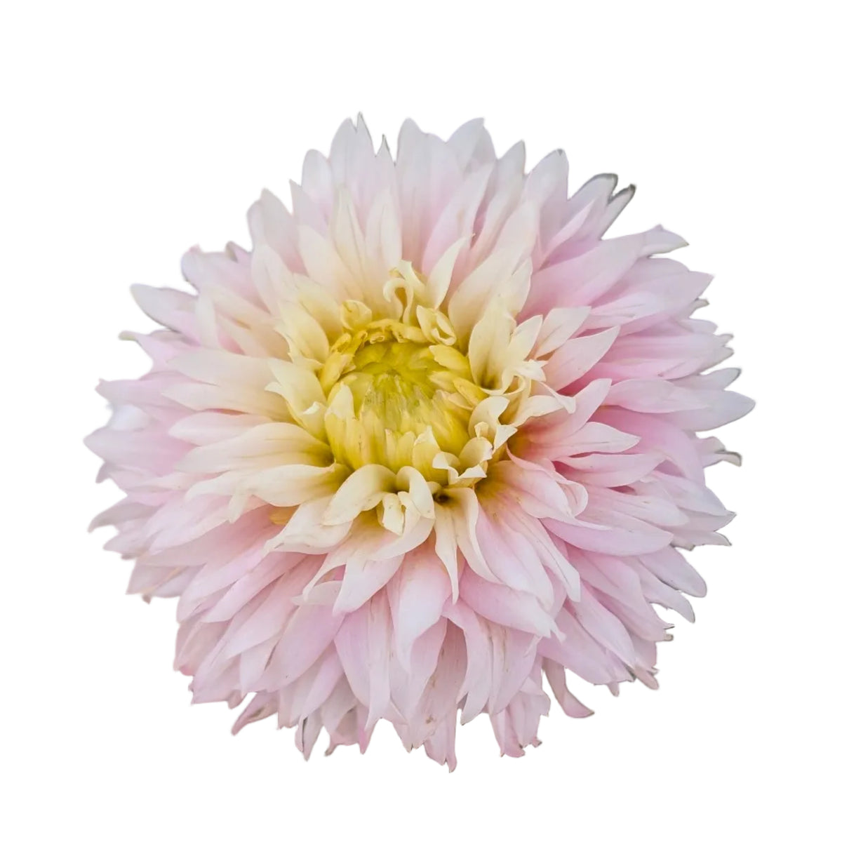 Hollyhill Pinkie
