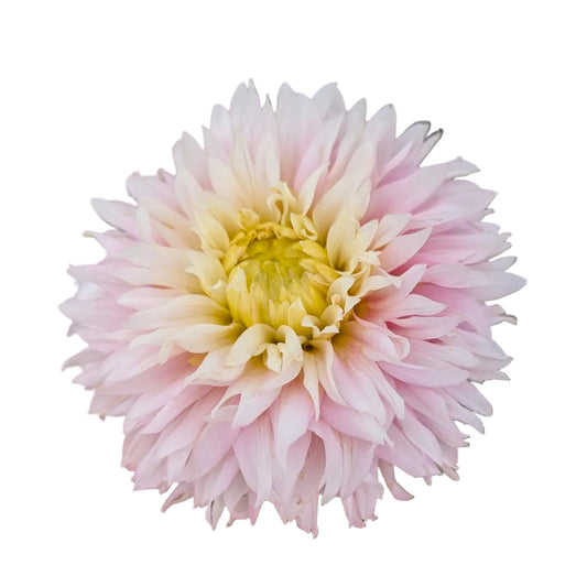 Hollyhill Pinkie