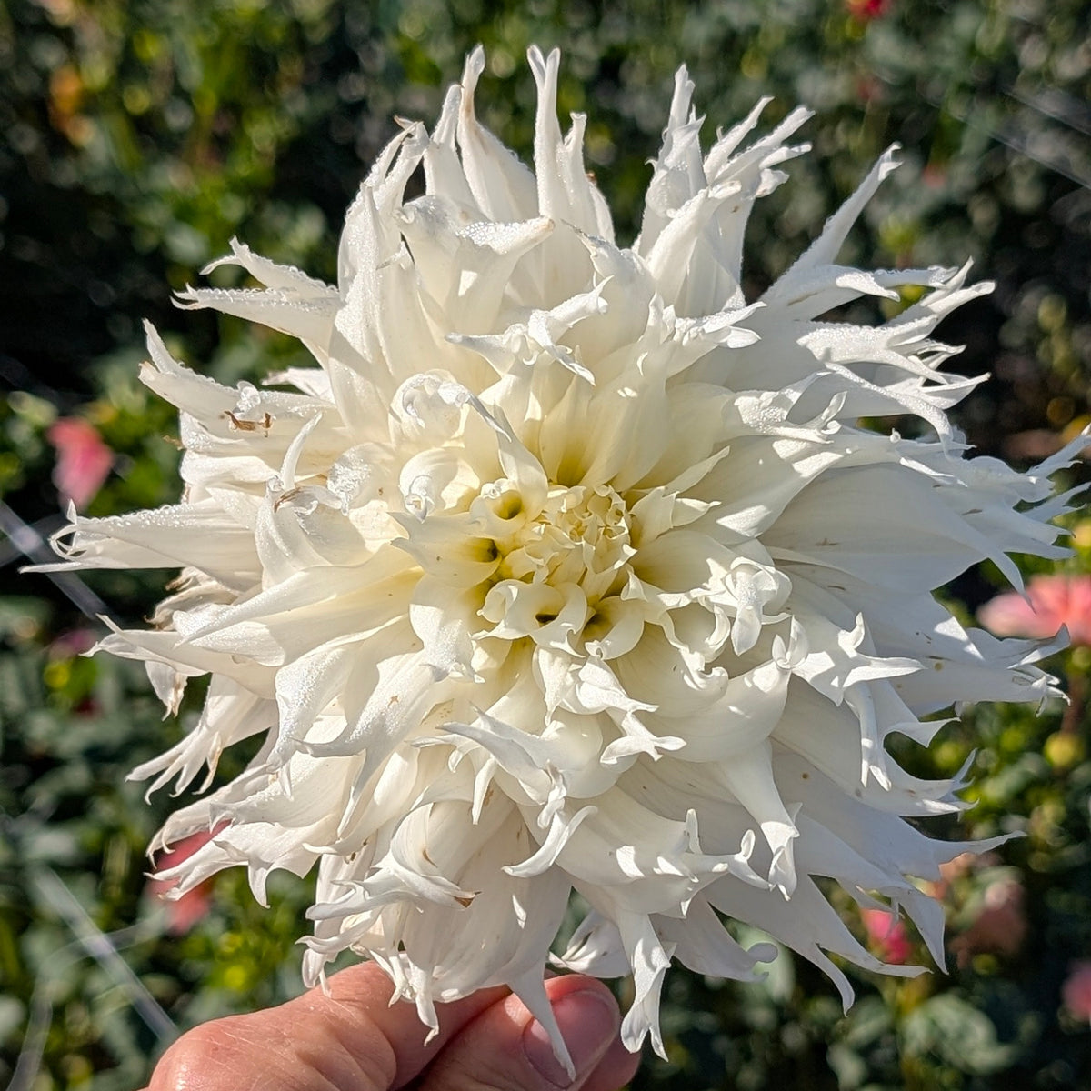 Allen's Cascadia