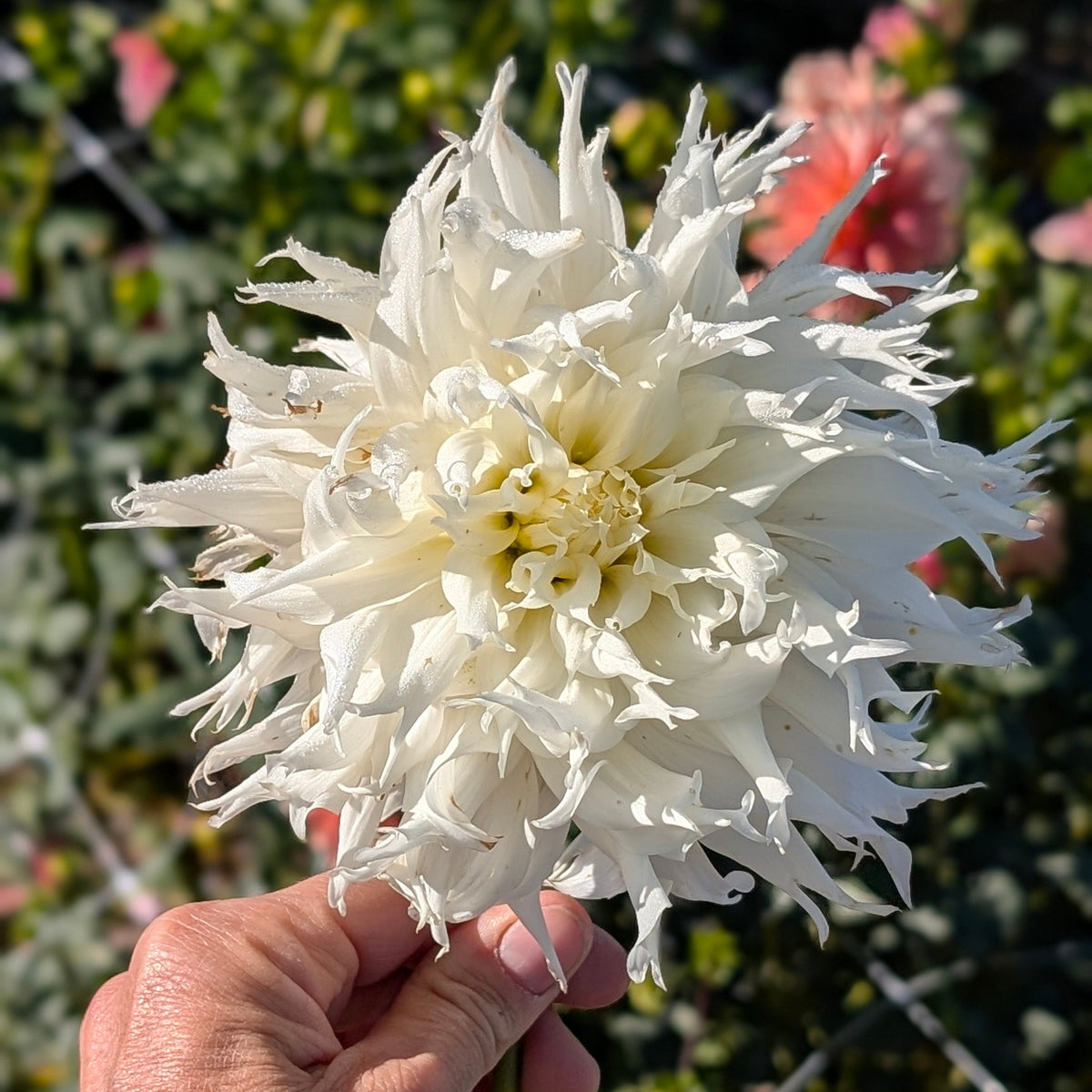 Allen's Cascadia
