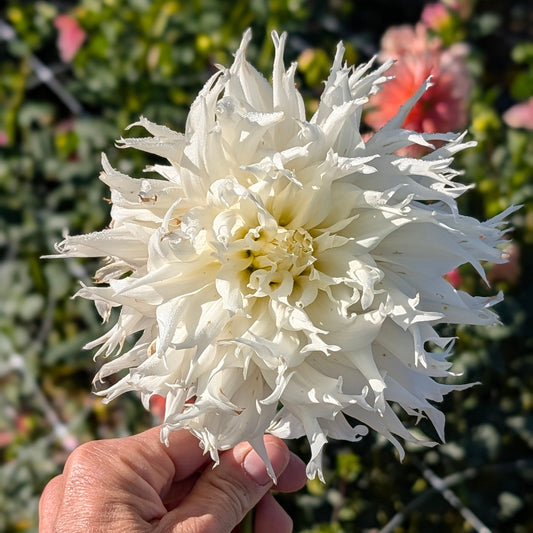 Allen's Cascadia