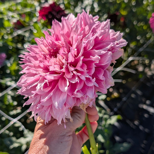 Lee's Angelica