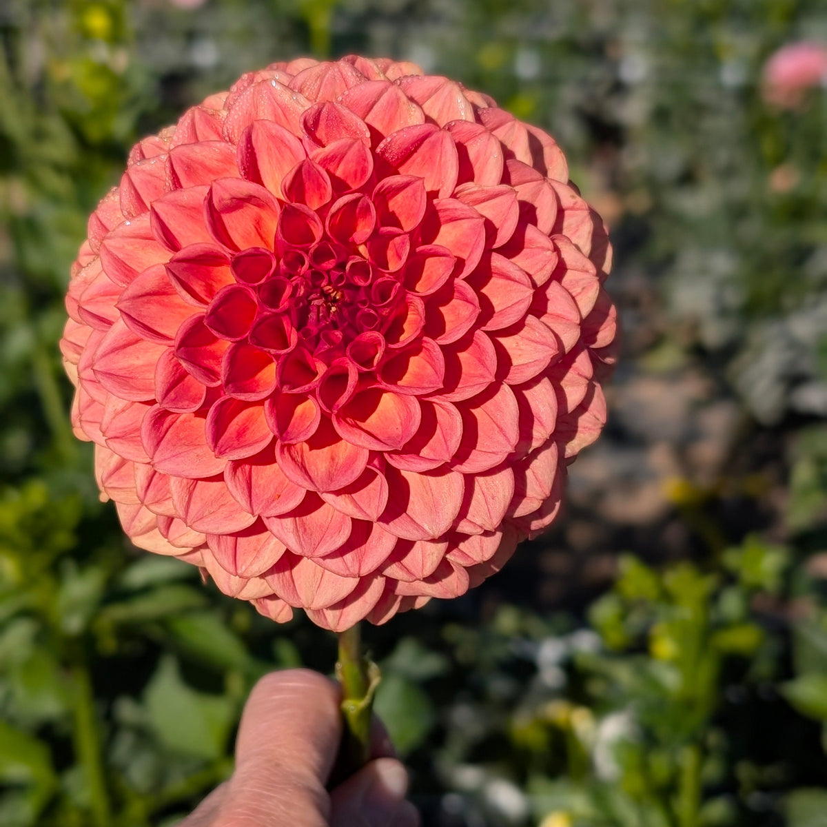 Ferncliff Apricot