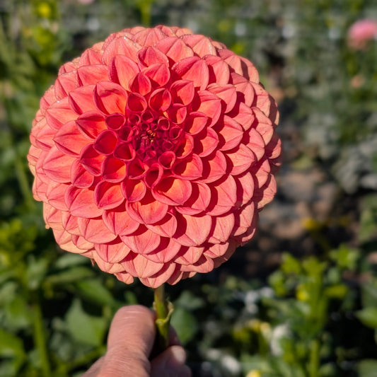 Ferncliff Apricot