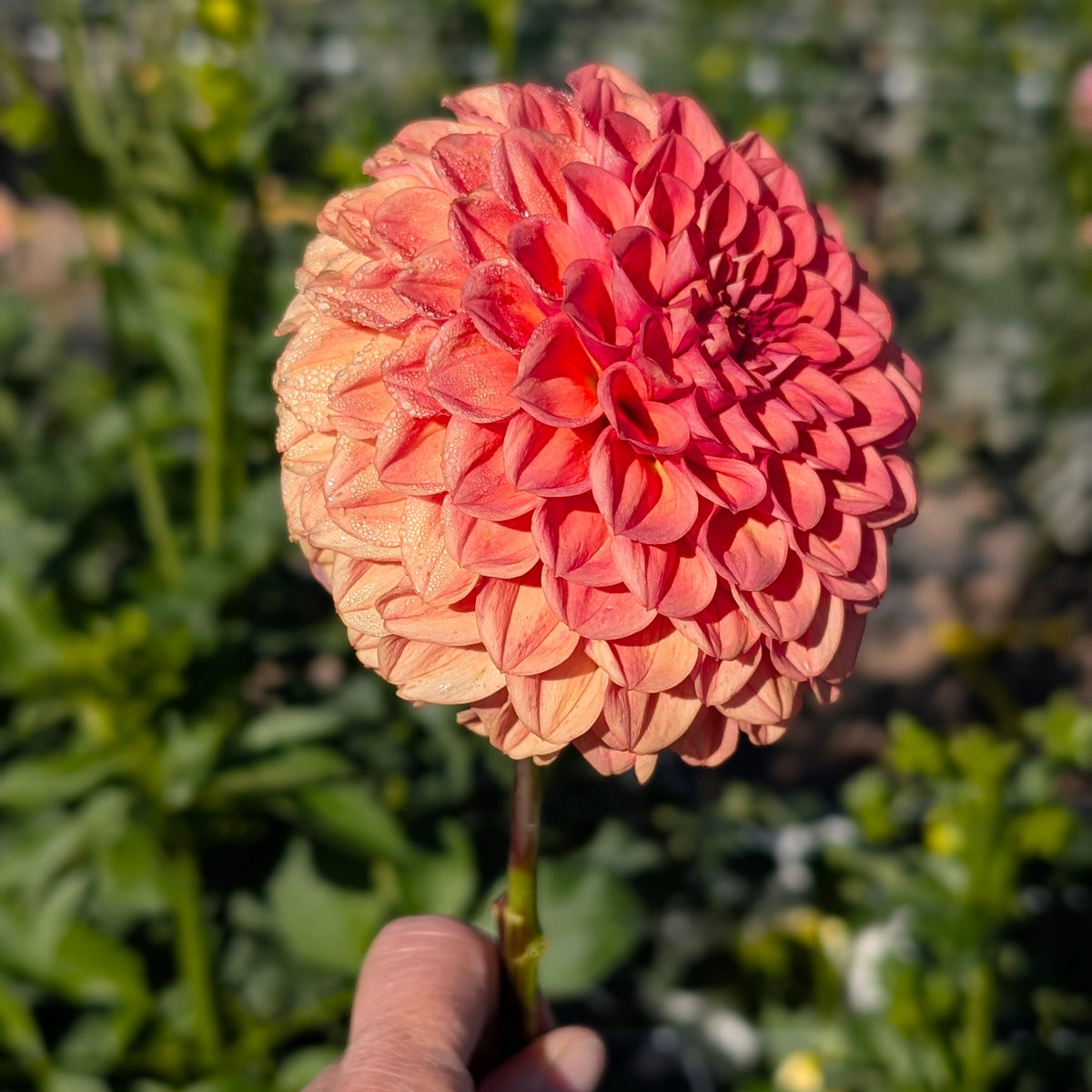 Ferncliff Apricot