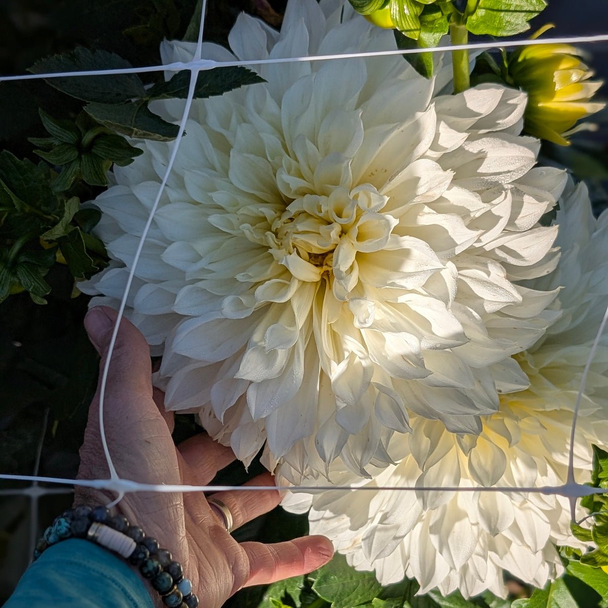 Fleurel
