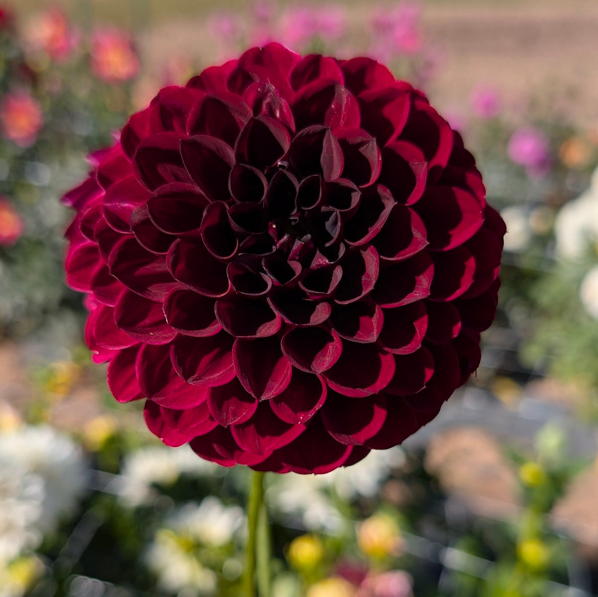 Ferncliff Black Cherry