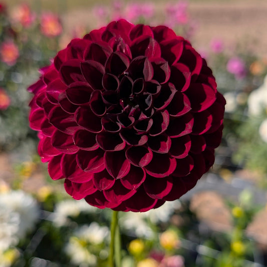 Ferncliff Black Cherry