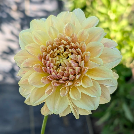LTF Lemon Blush