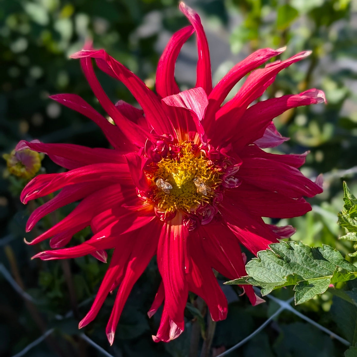 Wyn's Cinnabar