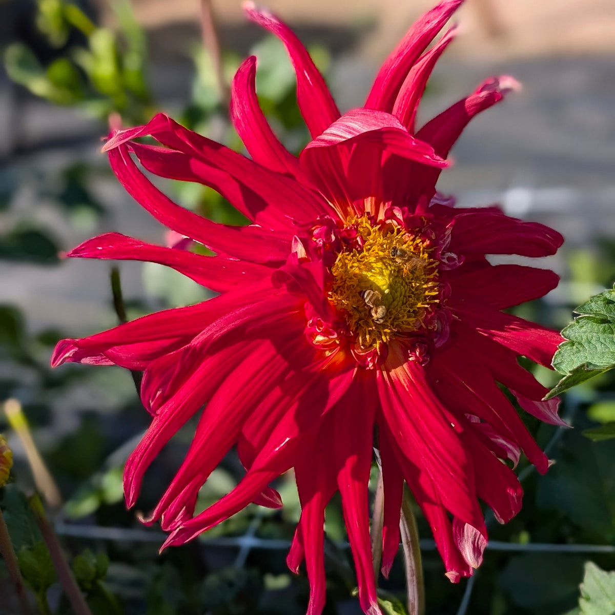 Wyn's Cinnabar