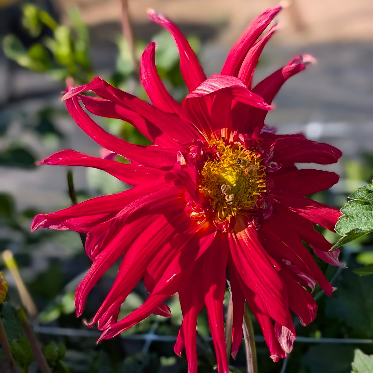 Wyn's Cinnabar