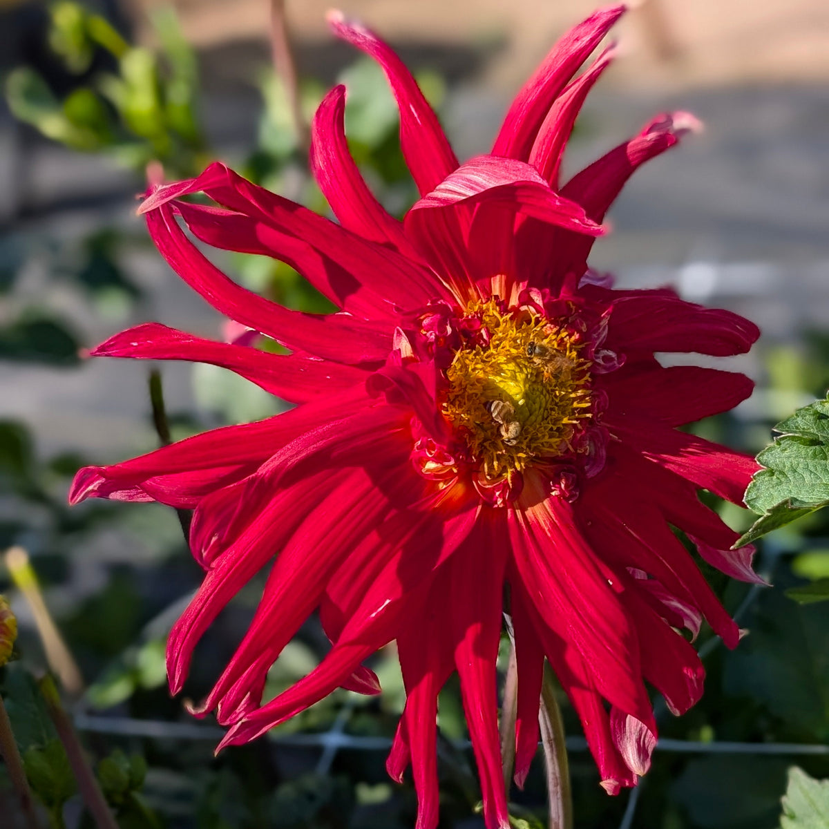 Wyn's Cinnabar