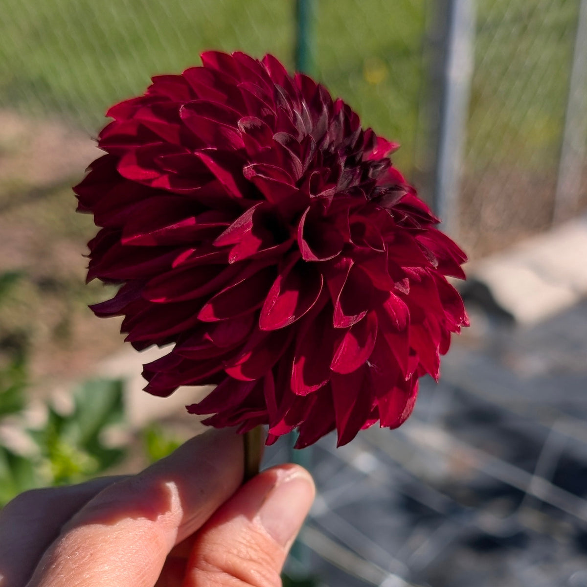 Rivers Black Cherry