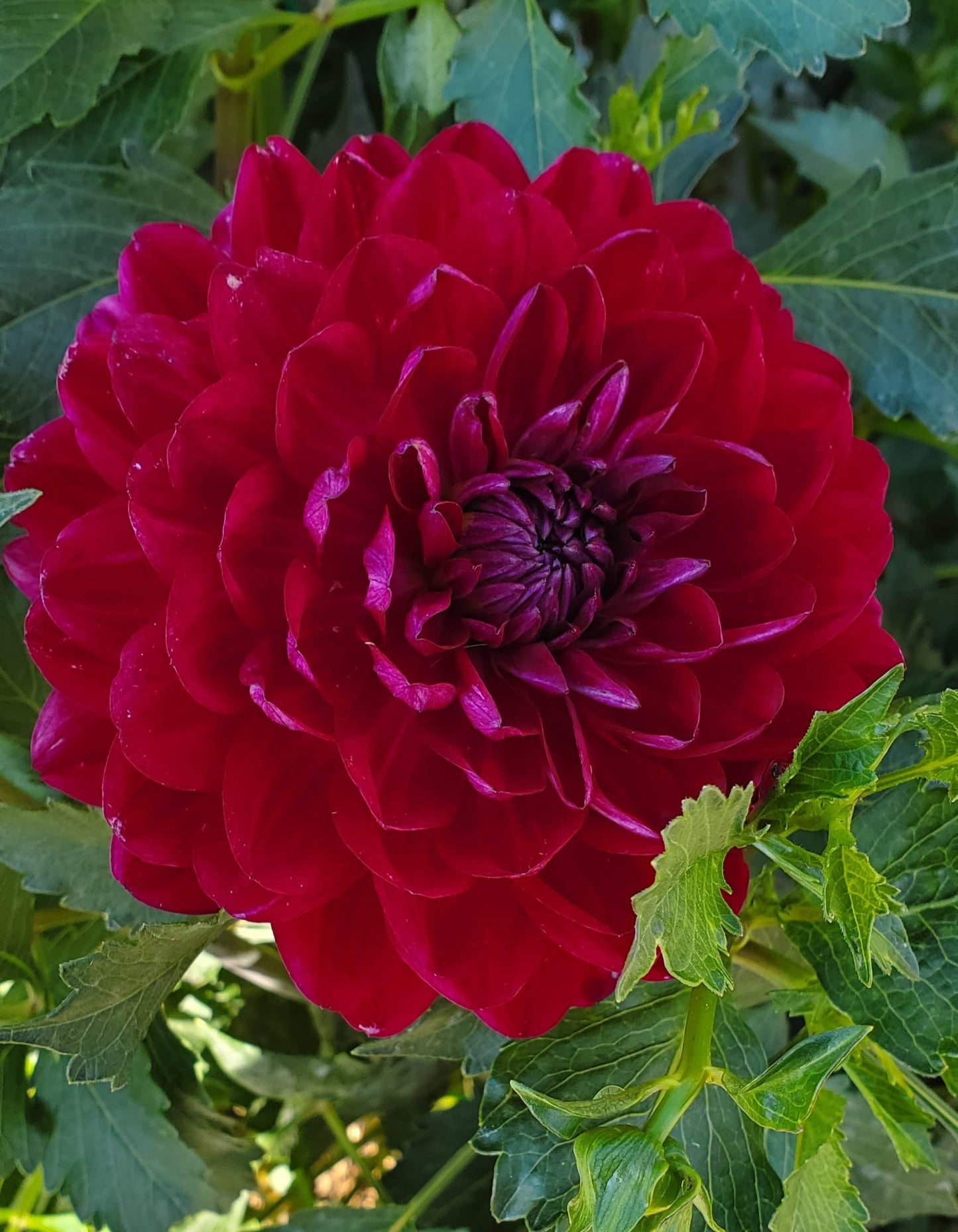 Sandia Bertha