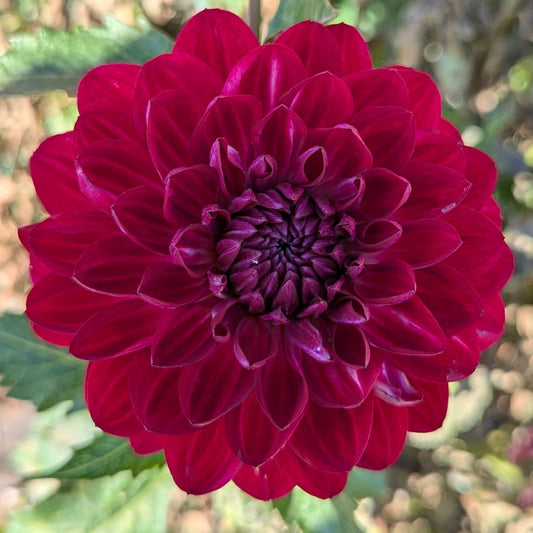Sandia Bertha