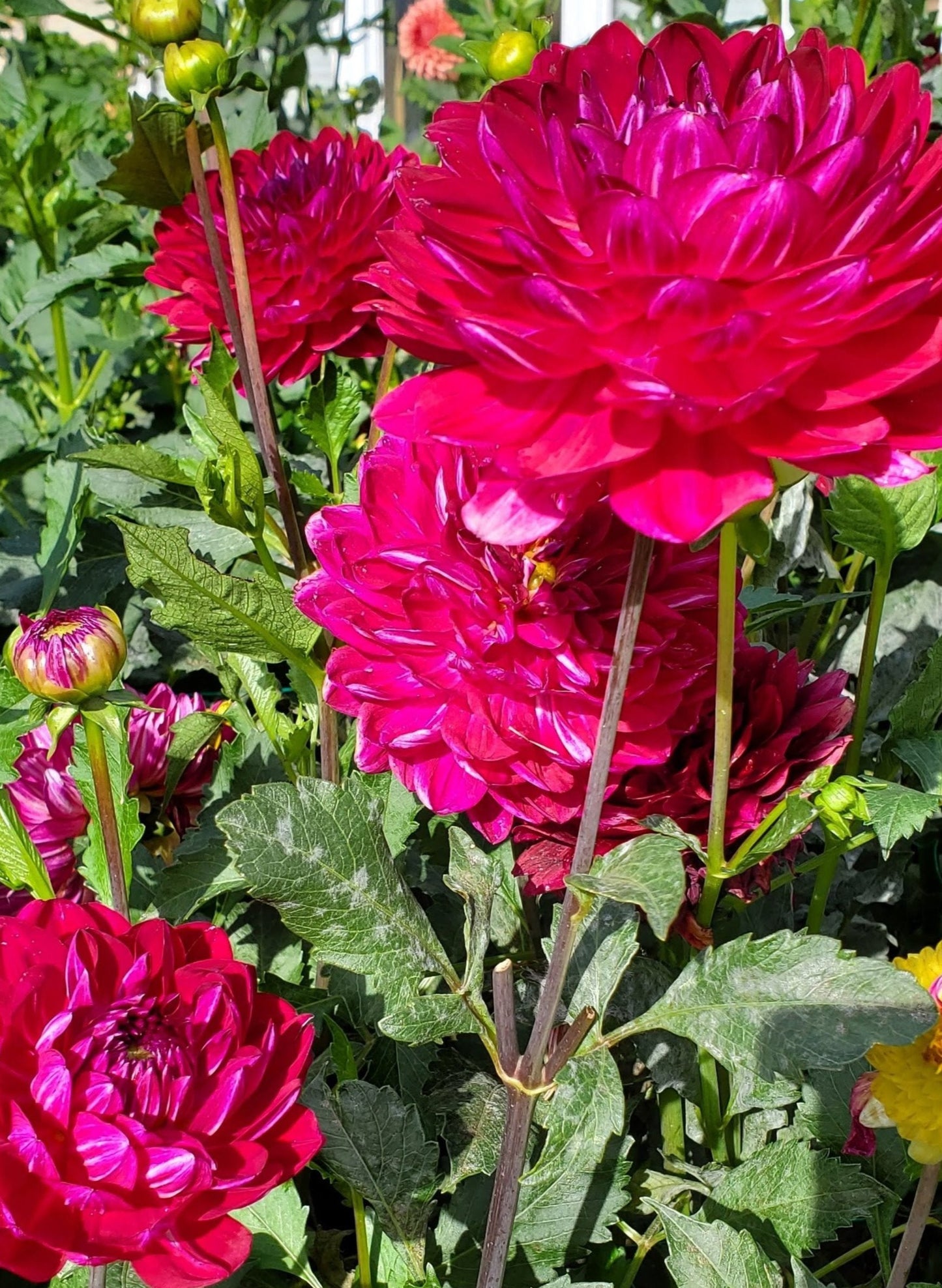 Sandia Bertha
