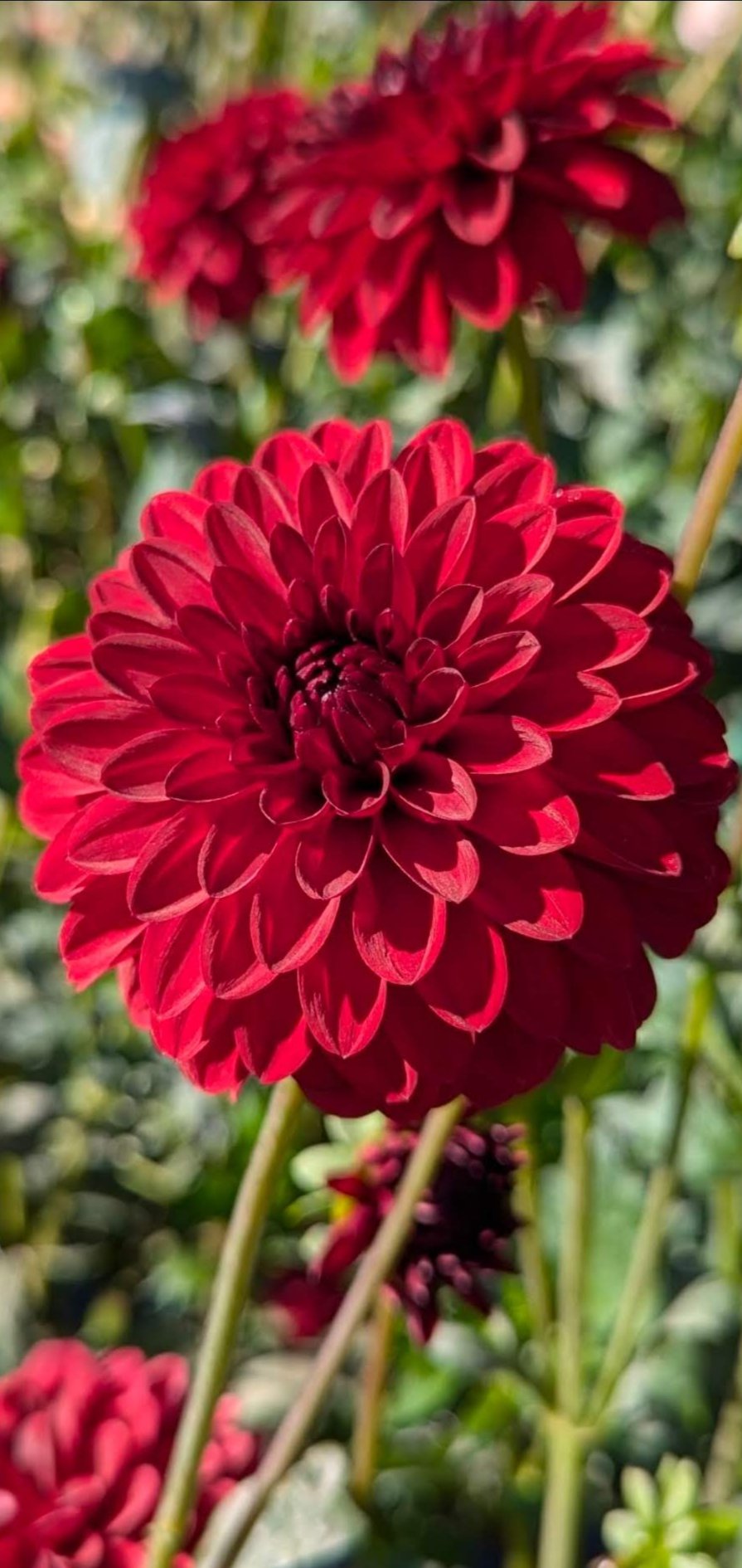 KA's Cardinal