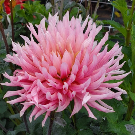 Hollyhill Cotton Candy