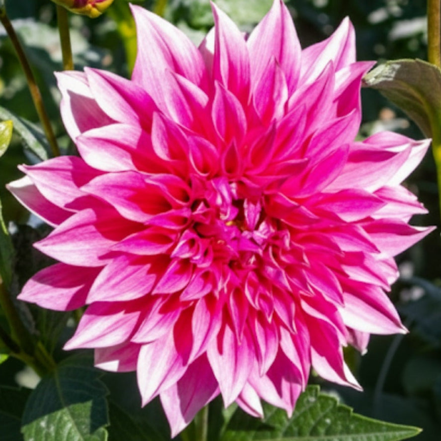 Cafe Au Lait Rose
