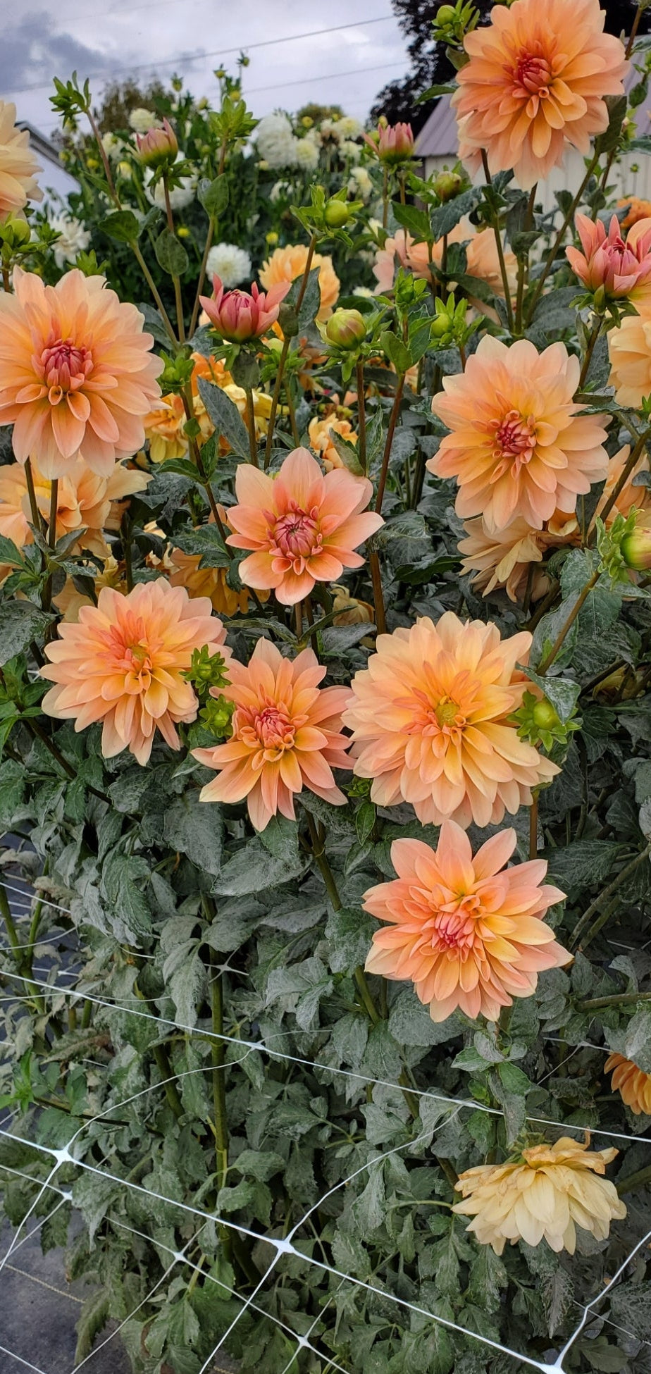 Apricot Desire