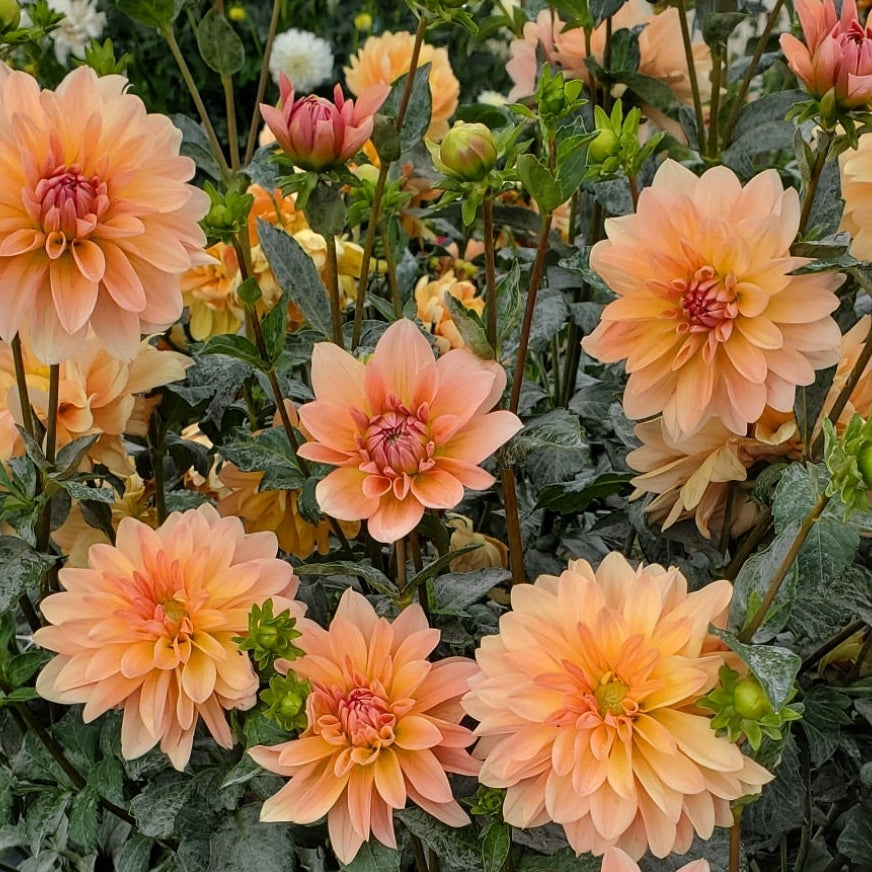 Apricot Desire