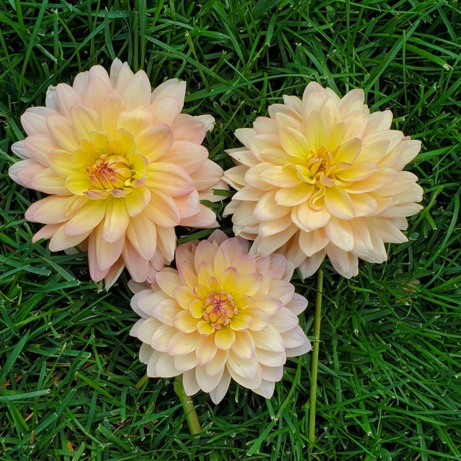 Chimacum Cathleen