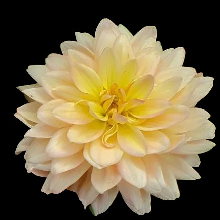 1. Waterlily Collection B - 5 tubers