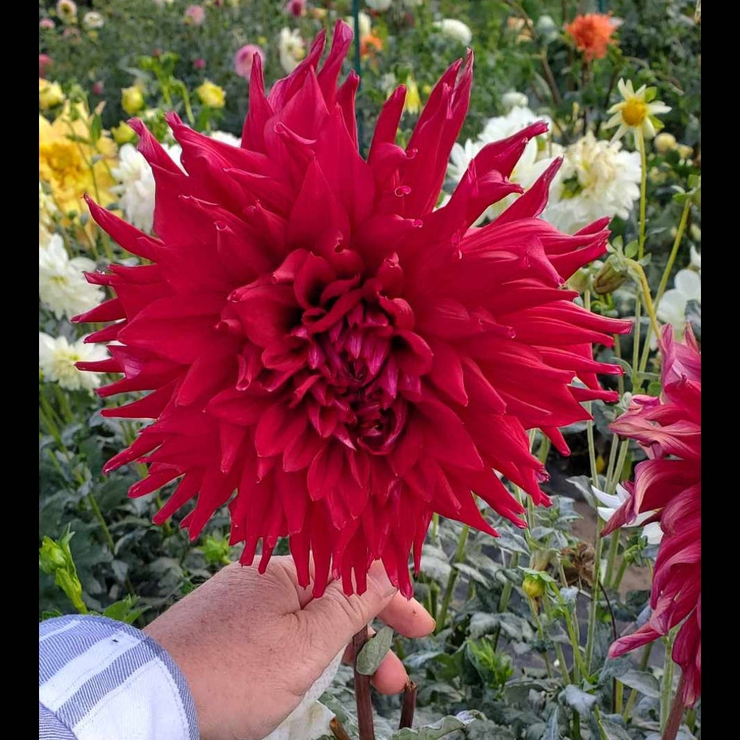 Hollyhill Big Red
