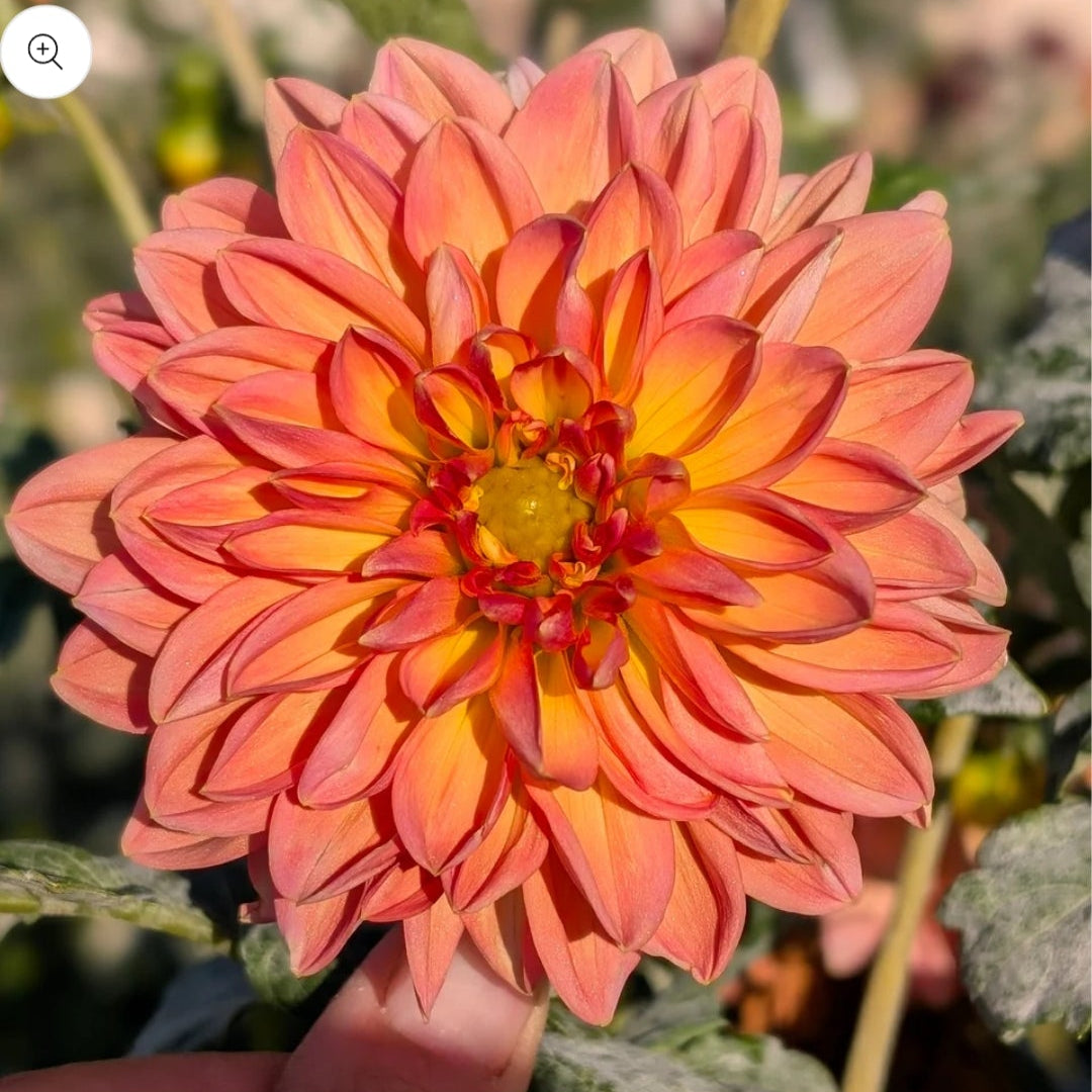 1 Instant Garden A - 10 tubers