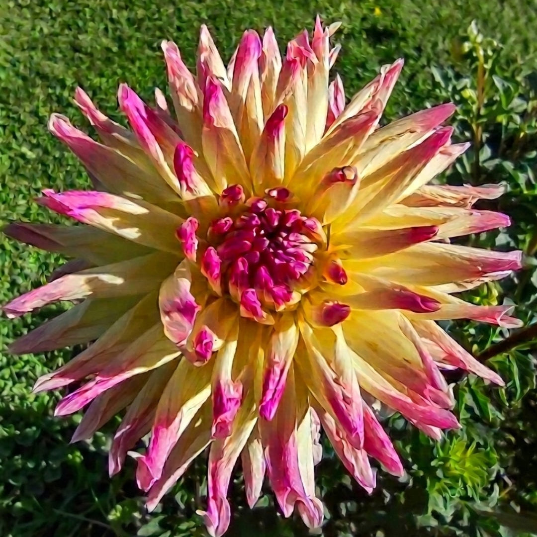 1 Instant Garden A - 10 tubers