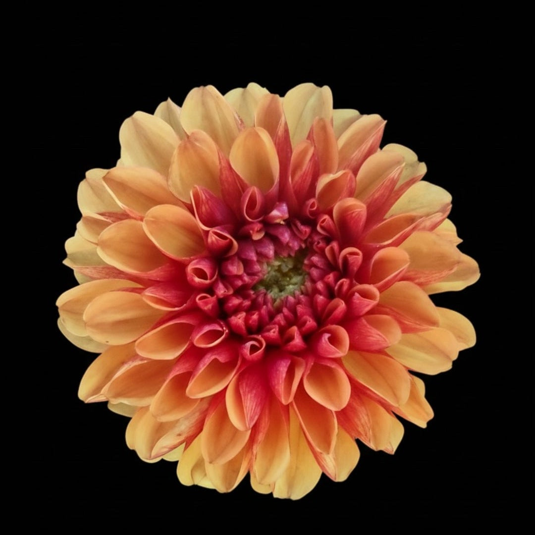 1. Flame  instant garden - 7 tubers