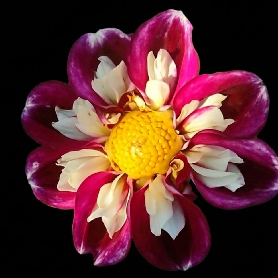 1. Bumble Bee Attraction - Collarette Collection - 5 tubers