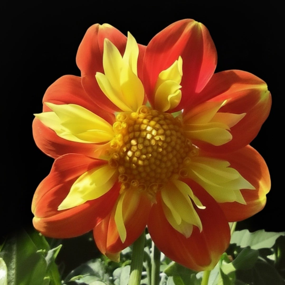1. Bumble Bee Attraction - Collarette Collection - 5 tubers